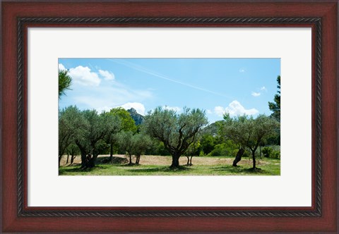 Framed Olive trees in front of the ancient Monastere Saint-Paul-De-Mausole, St.-Remy-De-Provence, Provence-Alpes-Cote d&#39;Azur, France Print