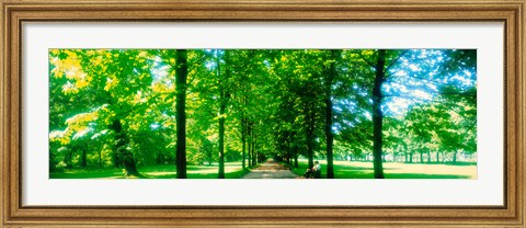 Framed Tree-lined road Dresden vicinity Germany Print