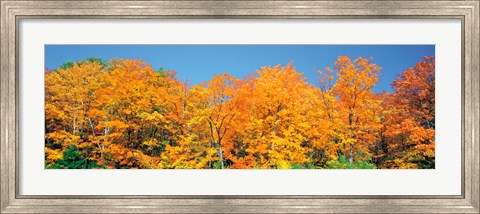Framed Trees Autumn Ontario Canada Print