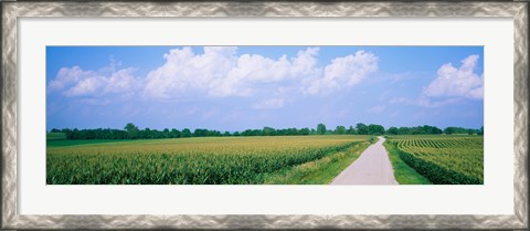 Framed Road along corn fields, Jo Daviess County, Illinois, USA Print