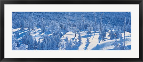 Framed Snow Covered Trees, Chino Nagano Japan Print
