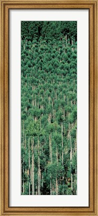 Framed Kitayama Cedar trees Kyoto Japan Print