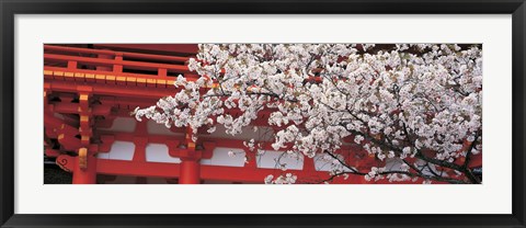 Framed Cherry Blossom Kamigamo Shrine Kyoto Japan Print
