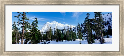 Framed Trees on a snow covered mountain, Mt Shuksan, Mt Baker-Snoqualmie National Forest, Washington State, USA Print
