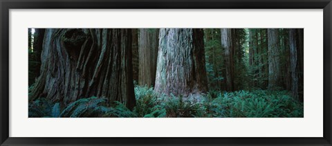 Framed Redwood Trees and Ferns, California Print