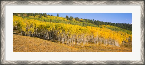 Framed Trees in a field, Dallas Divide, San Juan Mountains, Colorado Print