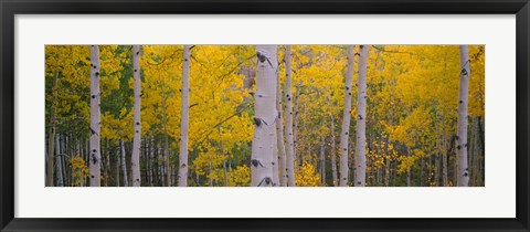 Framed Aspen Trees in Telluride, Colorado Print