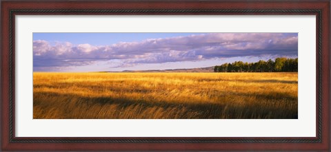 Framed Crop in a field, Last Dollar Road, Dallas Divide, Colorado, USA Print