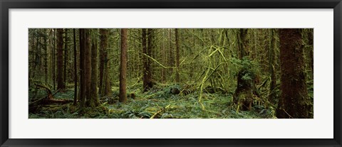 Framed Trees in a forest, Hoh Rainforest, Olympic Peninsula, Washington State, USA Print