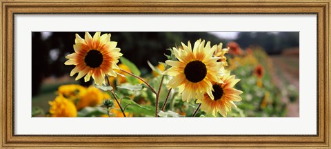 Framed Close-up of Sunflowers (Helianthus annuus) Print