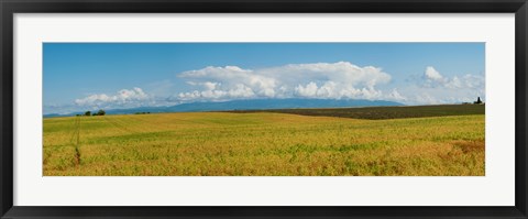 Framed Rapeseed field, Route de Manosque, Plateau de Valensole, Alpes-de-Haute-Provence, Provence-Alpes-Cote d&#39;Azur, France Print