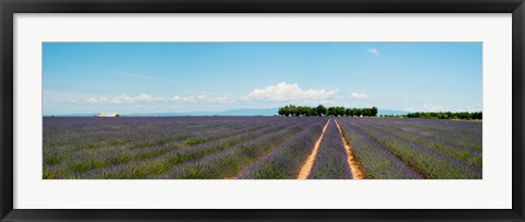 Framed Lavender fields, Route de Digne, Plateau de Valensole, Alpes-de-Haute-Provence, Provence-Alpes-Cote d&#39;Azur, France Print