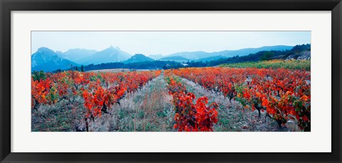Framed Vineyards in autumn, Provence-Alpes-Cote d&#39;Azur, France Print