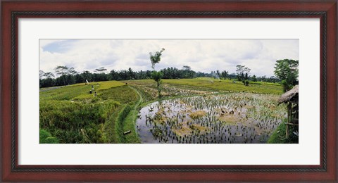 Framed Farmers working in a rice field, Bali, Indonesia Print