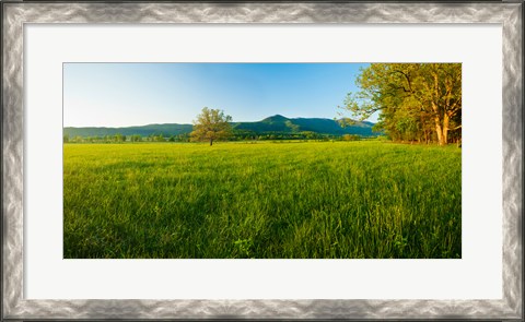 Framed Lone oak tree in a field, Cades Cove, Great Smoky Mountains National Park, Tennessee, USA Print