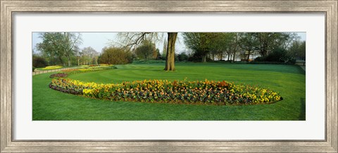 Framed Tulips in Hyde Park, City of Westminster, London, England Print