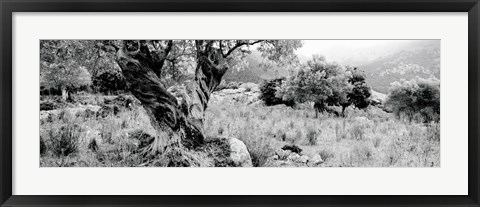 Framed Olive Grove, Majorca, Balearic Islands, Spain Print