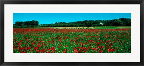 Framed Poppies and sheep in a field, Provence-Alpes-Cote d&#39;Azur, France Print