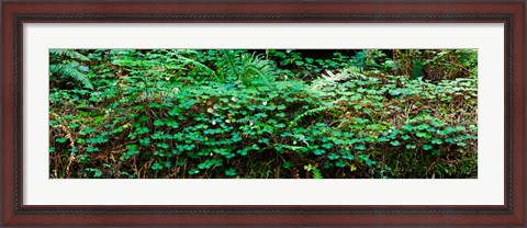 Framed Clover and Ferns on downed Redwood tree, Brown&#39;s Creek Trail, Jedediah Smith Redwoods State Park, California, USA Print