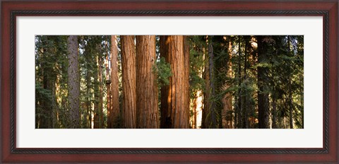 Framed Redwood trees in a forest, Sequoia National Park, California, USA Print