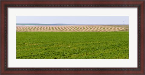 Framed Harvested alfalfa field patterns, Oklahoma, USA Print