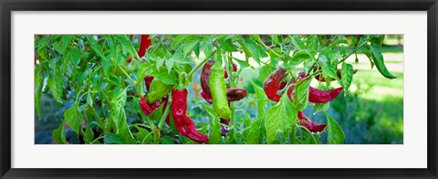 Framed Santa Fe Grande Hot Peppers on bush Print