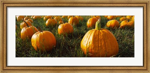 Framed Close Up of Pumpkins in a  Field, Half Moon Bay, California Print