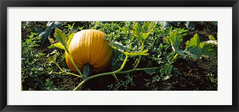Framed Pumpkin growing in a field, Half Moon Bay, California, USA Print