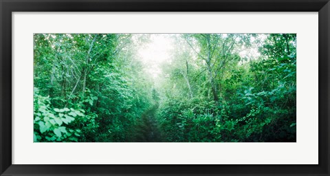 Framed Trail through the woods along Fort Tilden beach, Queens, New York City, New York State, USA Print