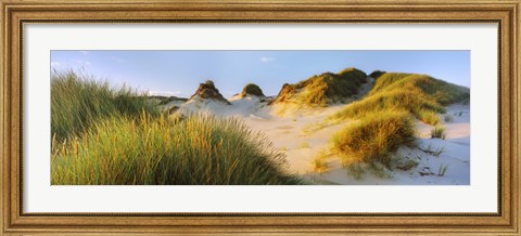 Framed Morning light on Forvie dunes, Newburgh, Aberdeenshire, Scotland Print