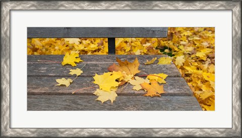 Framed Fallen leaves on a wooden bench, Baden-Wurttemberg, Germany Print