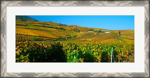 Framed Vineyards in Valais Canton, Switzerland Print