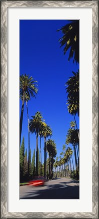 Framed Palm trees along a road, Beverly Hills, Los Angeles County, California, USA Print