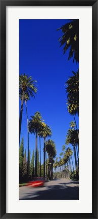 Framed Palm trees along a road, Beverly Hills, Los Angeles County, California, USA Print