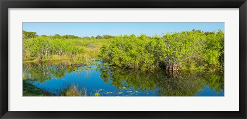 Framed Reflection of trees in a lake, Everglades National Park, Florida Print