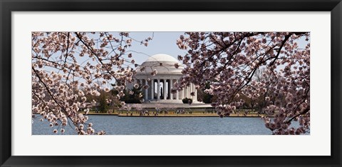 Framed Cherry Blossom trees in the Tidal Basin with the Jefferson Memorial in the background, Washington DC Print