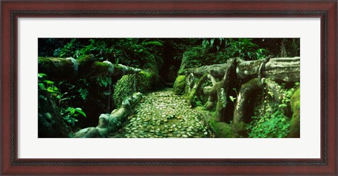 Framed Wooden bridge in the subtropical forest, Parque Lage, Jardim Botanico, Corcovado, Rio de Janeiro, Brazil Print