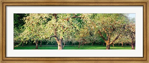 Framed Apple orchard, Quebec, Canada Print