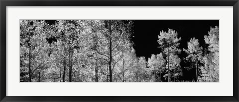 Framed Aspen trees with foliage in black and white, Colorado, USA Print