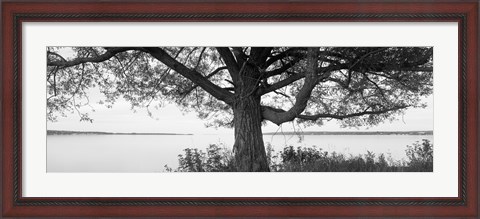 Framed Tree on a Lake, Wisconsin (black &amp; white) Print