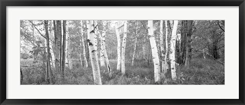 Framed Birch trees in a forest, Acadia National Park, Hancock County, Maine (black and white) Print