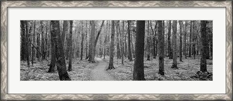 Framed USA, Michigan, Black River National Forest, Walkway running through a forest Print