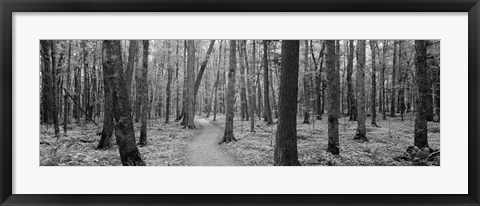 Framed USA, Michigan, Black River National Forest, Walkway running through a forest Print