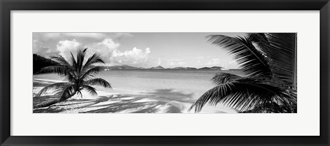 Framed Palm trees on the beach, US Virgin Islands, USA Print