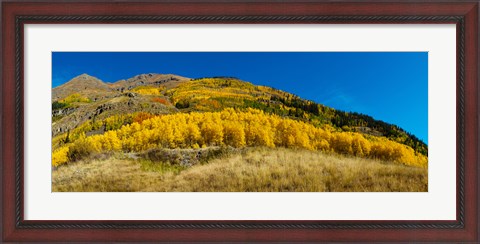 Framed Aspen trees on mountain, Alpine Loop Scenic Backway, San Juan National Forest, Colorado, USA Print