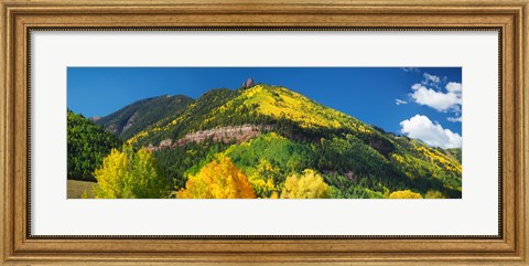 Framed Aspen trees on mountain, Needle Rock, Gold Hill, Uncompahgre National Forest, Telluride, Colorado, USA Print