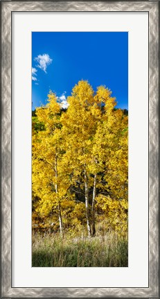 Framed Aspen trees in a forest along Ophir Pass, Umcompahgre National Forest, Colorado, USA Print