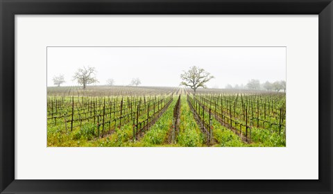 Framed Oak trees in a vineyard, Guerneville Road, Sonoma Valley, Sonoma County, California, USA Print