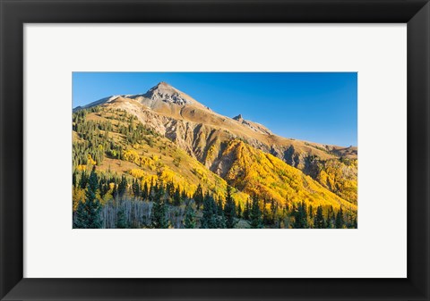 Framed Aspen tree on a mountain, Coal Bank Pass, San Juan National Forest, Colorado, USA Print