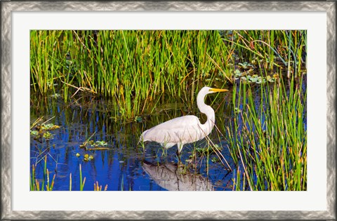Framed Reflection of white crane in pond, Boynton Beach, Florida, USA Print